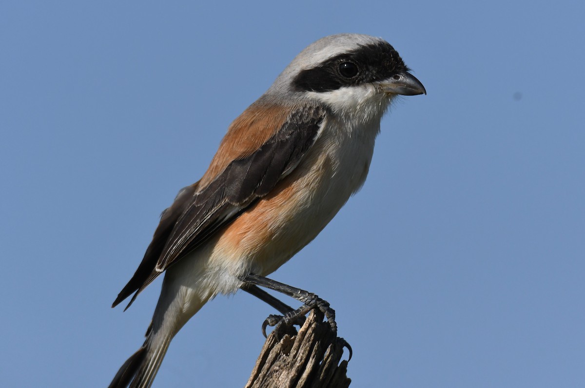Bay-backed Shrike - ML647011042