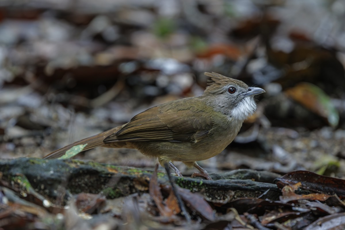 Ochraceous Bulbul - ML647011046