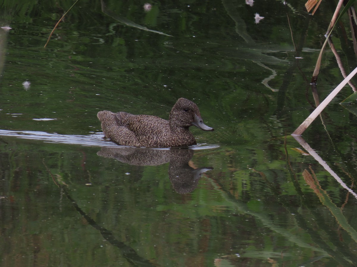 Freckled Duck - ML647011047