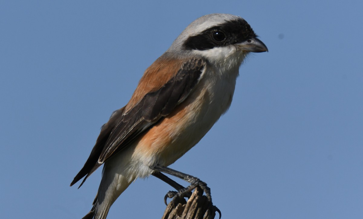 Bay-backed Shrike - ML647011048