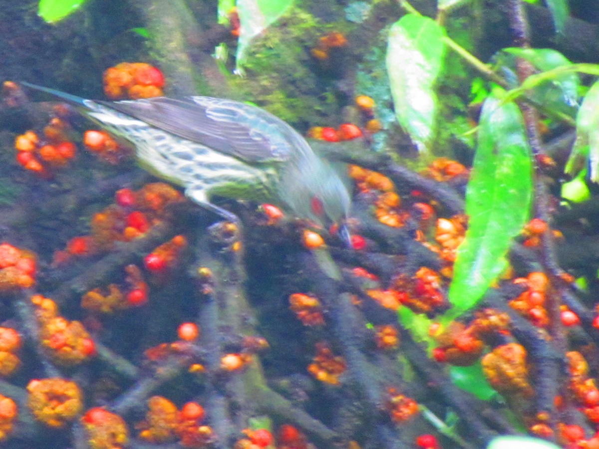 Malay Sığırcığı - ML647011049