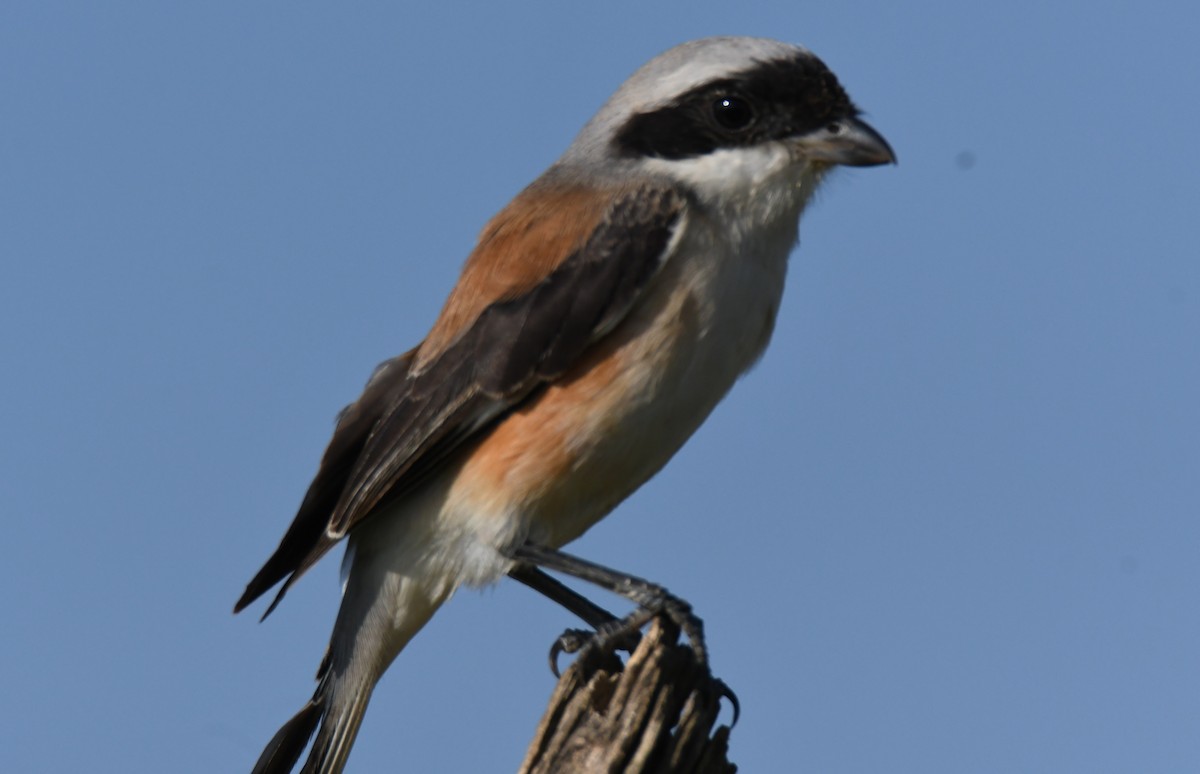 Bay-backed Shrike - ML647011050
