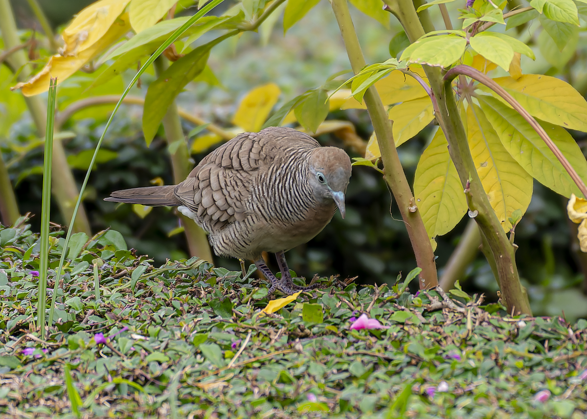 holoubek vlnkovaný - ML647011052