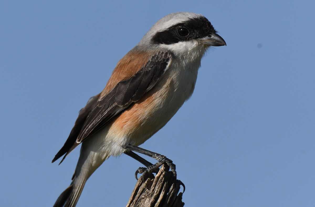 Bay-backed Shrike - ML647011054