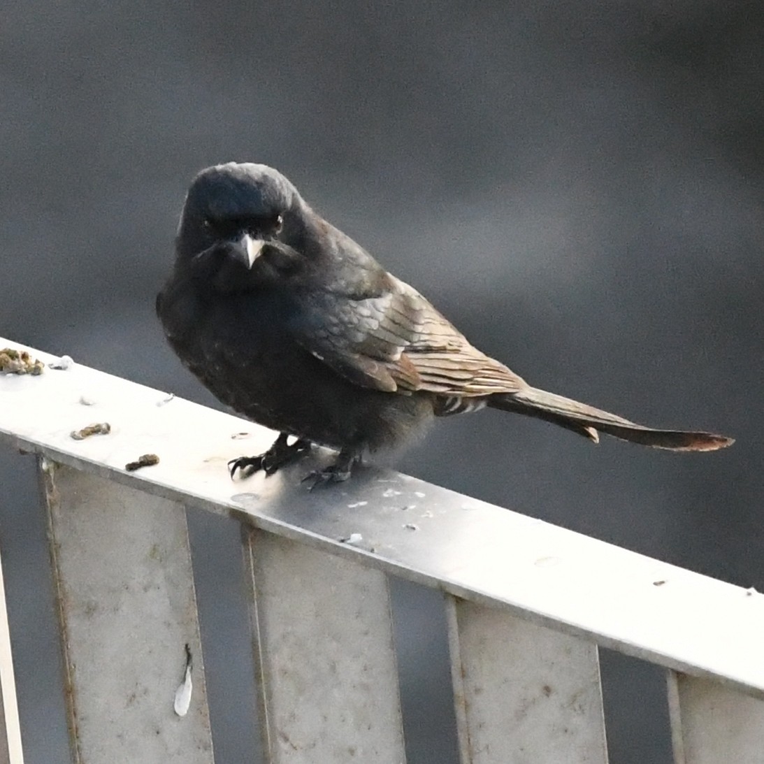 Black Drongo - ML647011055