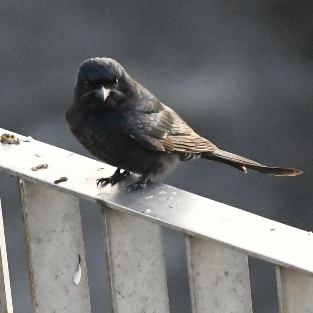 Black Drongo - ML647011056