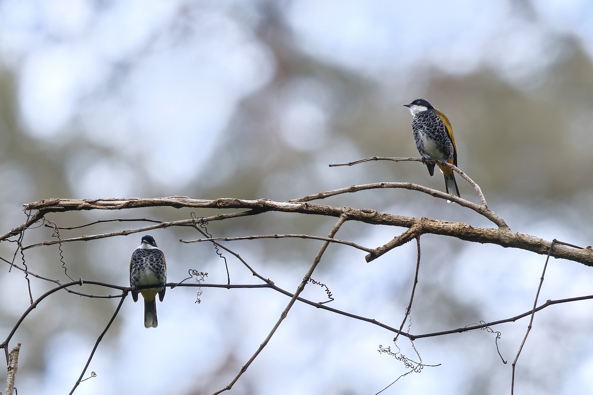 Bulbul écaillé - ML647011059
