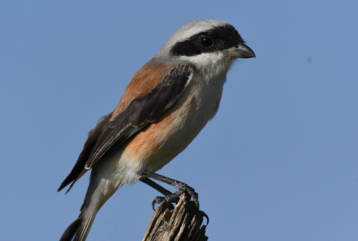 Bay-backed Shrike - ML647011063