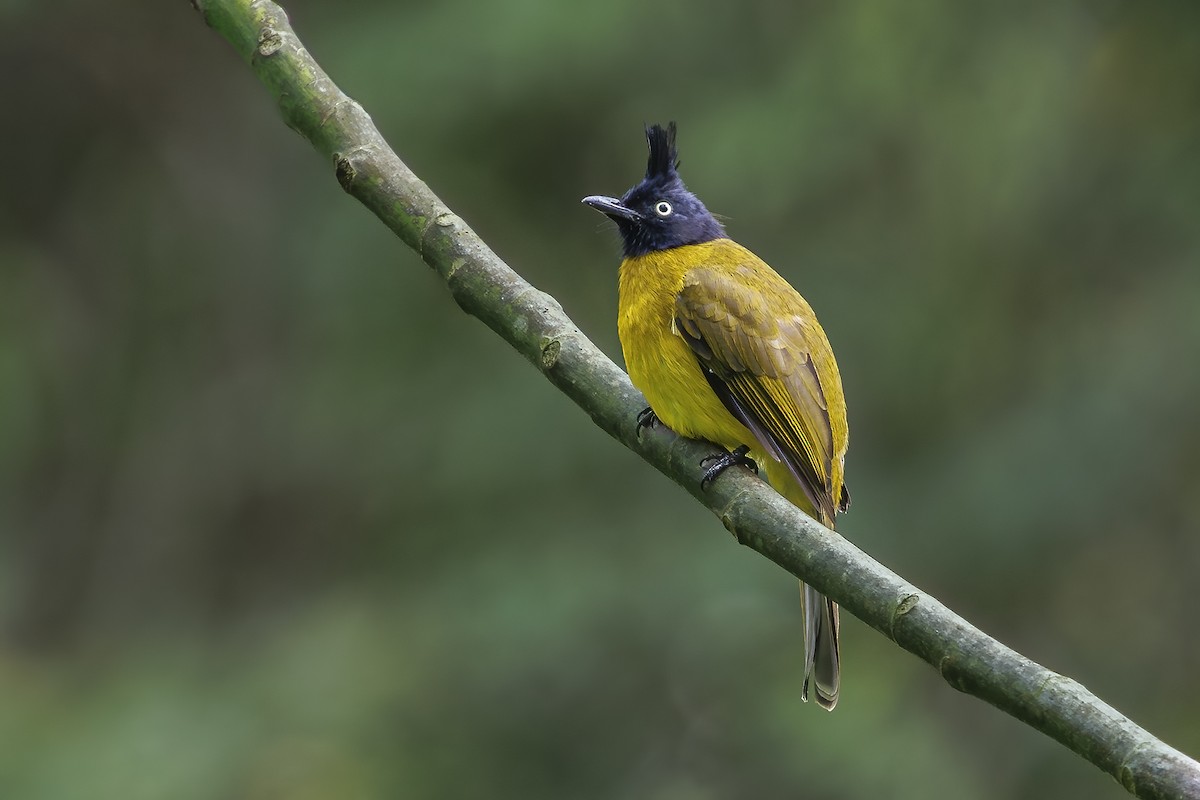 Black-crested Bulbul - ML647011065