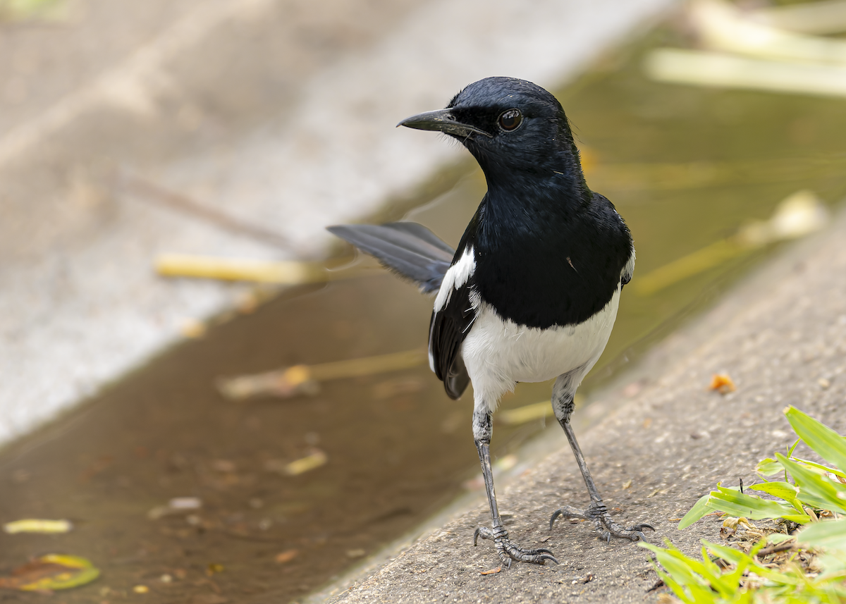 Oriental Magpie-Robin - ML647011073