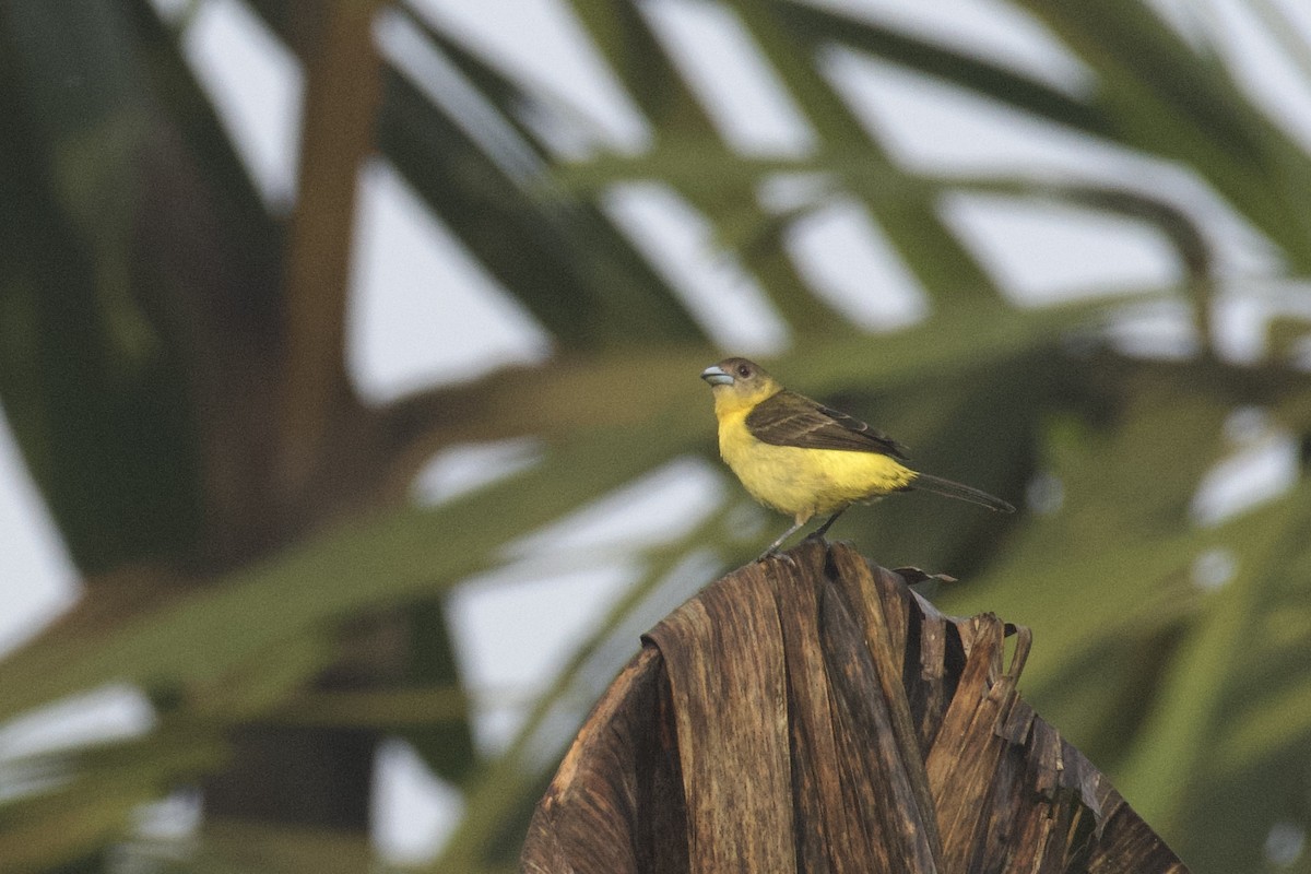 Flame-rumped Tanager (Lemon-rumped) - ML647011076