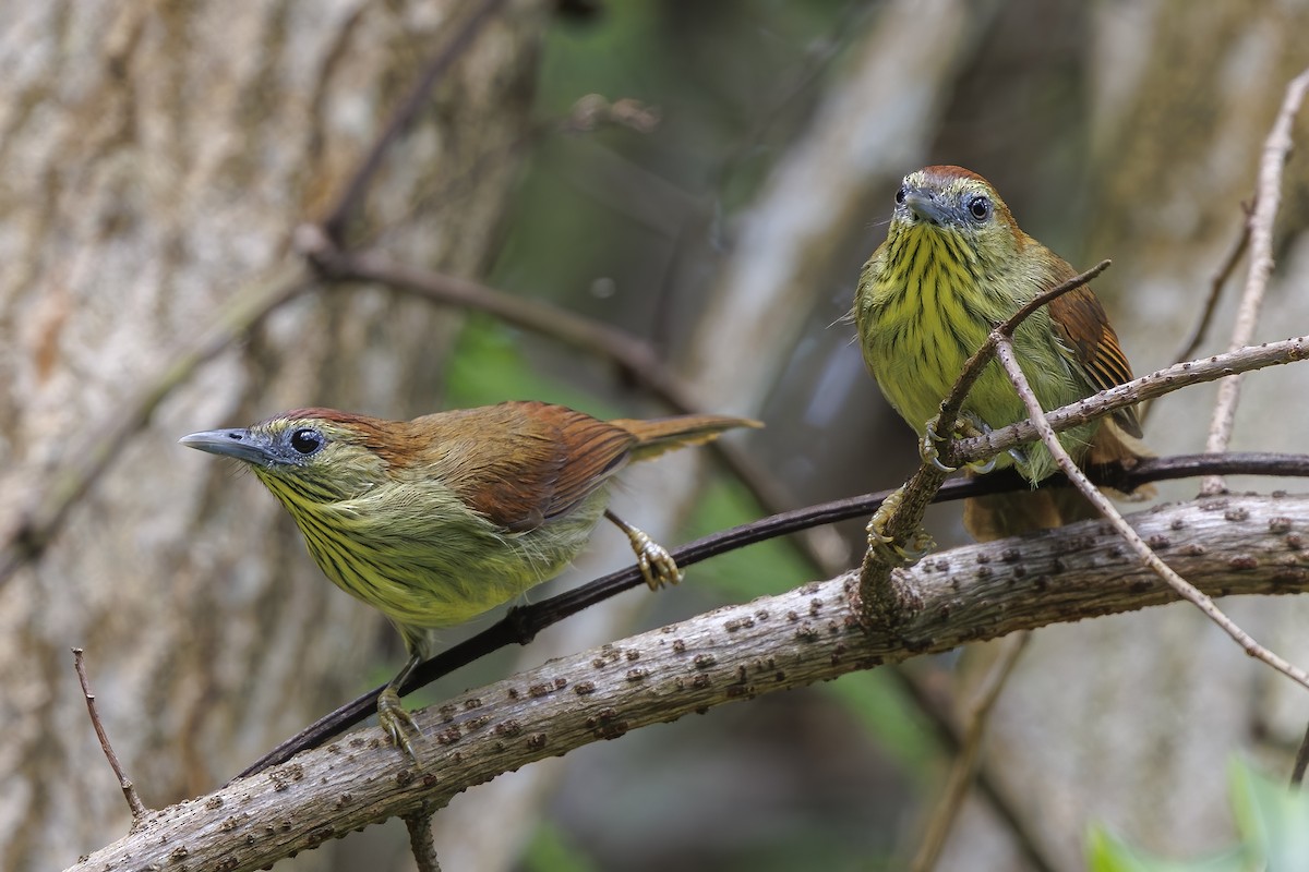 Timalí Goliestriado - ML647011081