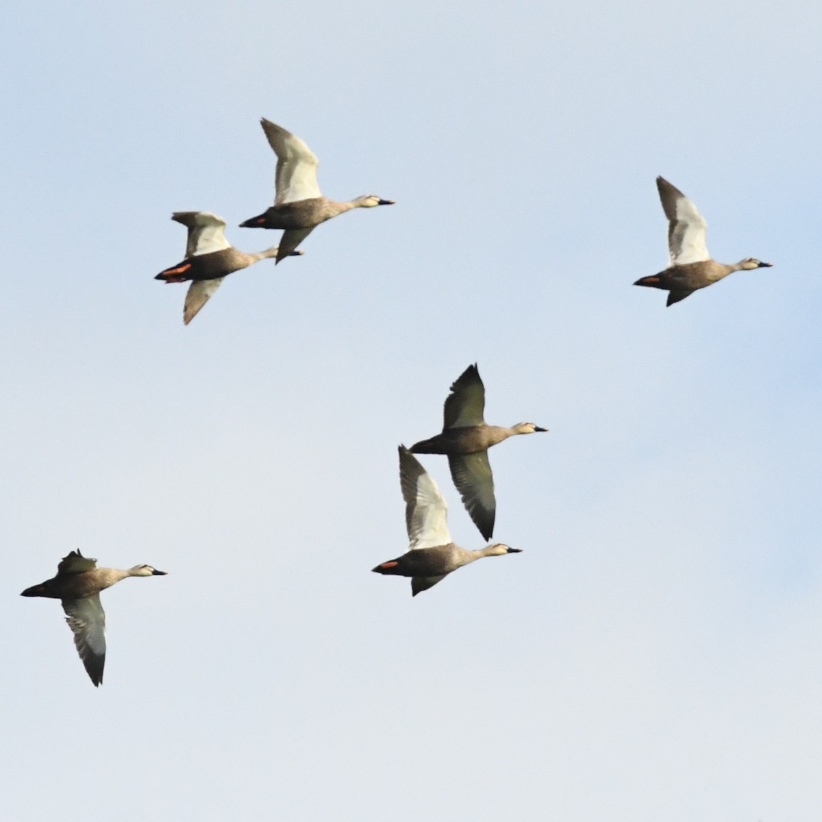 Canard de Chine - ML647011087