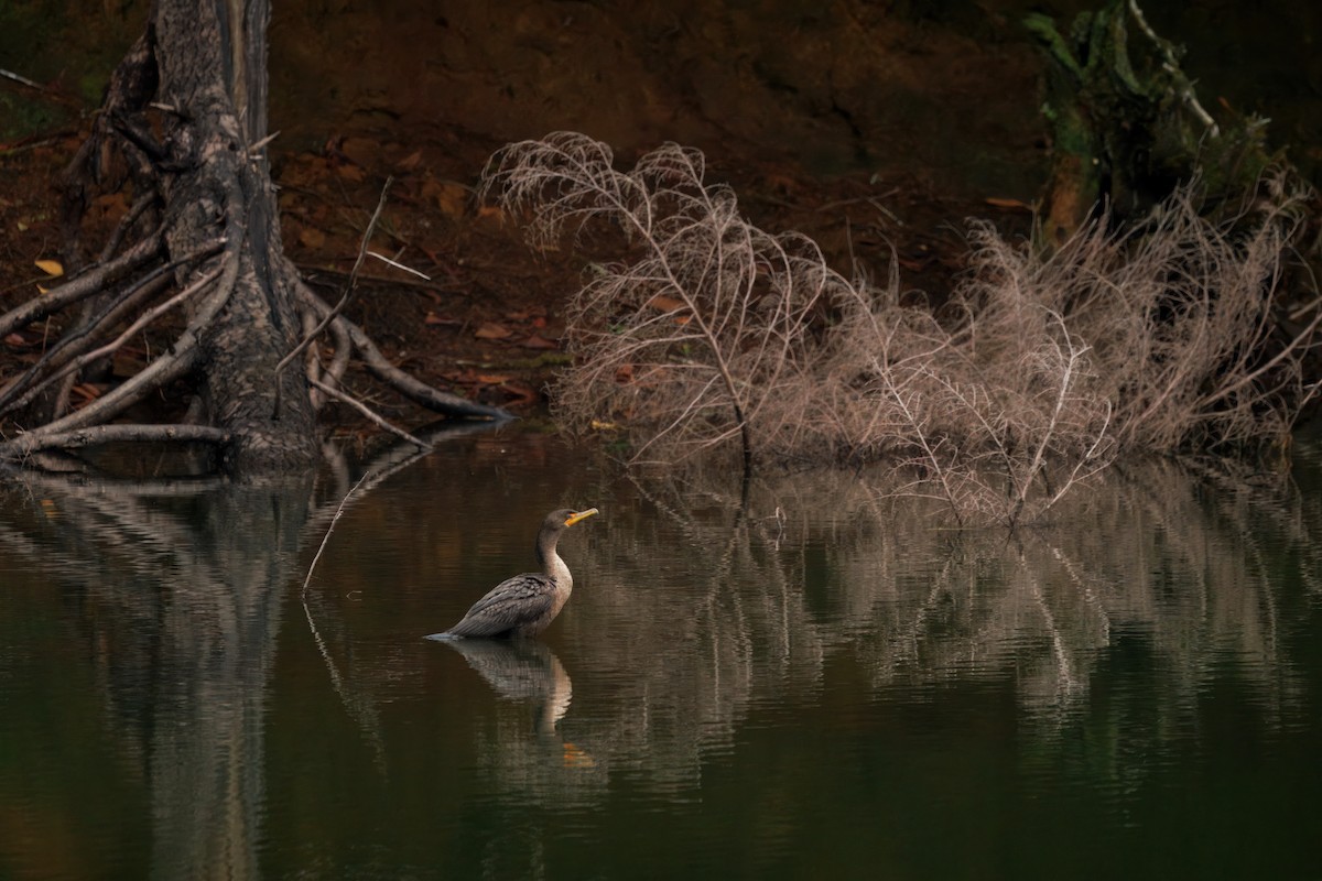 ミミヒメウ - ML647011094