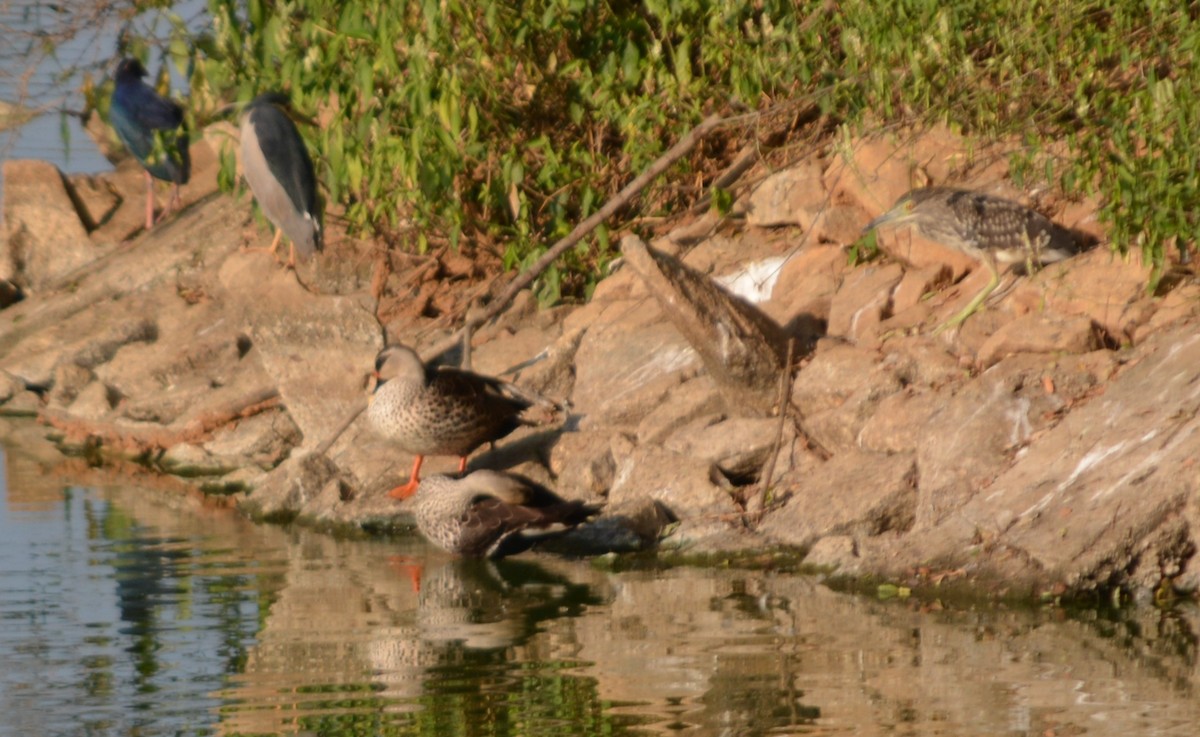 Indian Spot-billed Duck - ML647011098