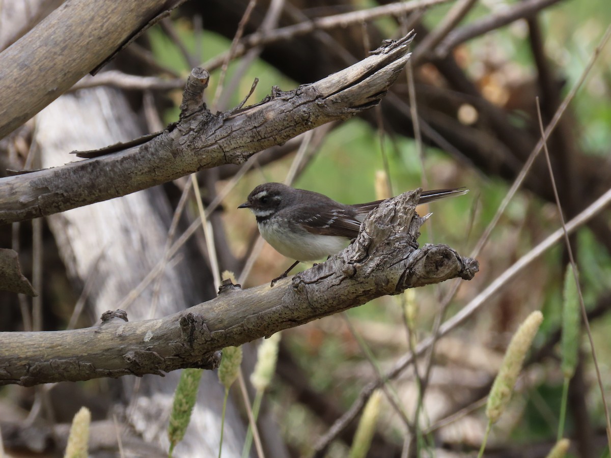 Gray Fantail - ML647011099