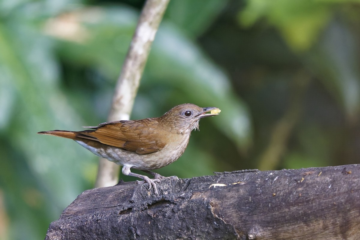 Cocoa Thrush - ML647011103