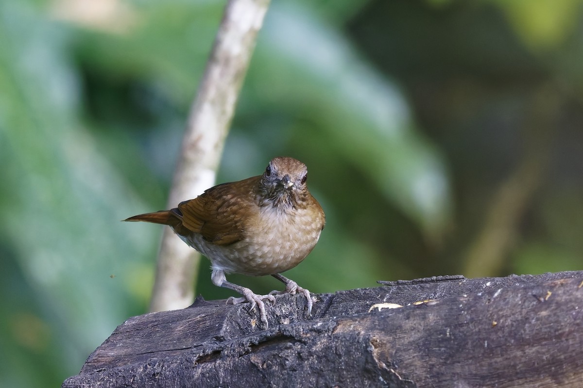 Cocoa Thrush - ML647011104