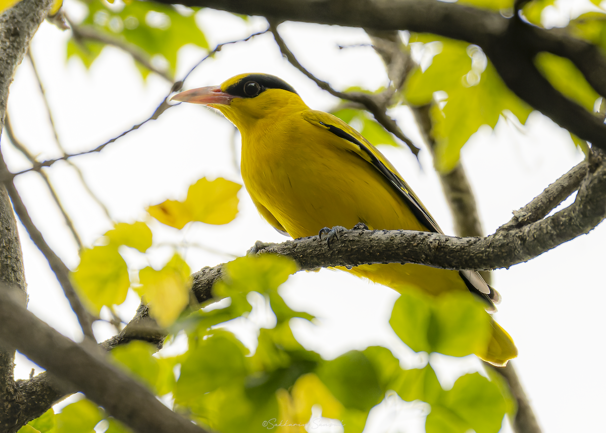 žluva černošíjná (ssp. diffusus) - ML647011124