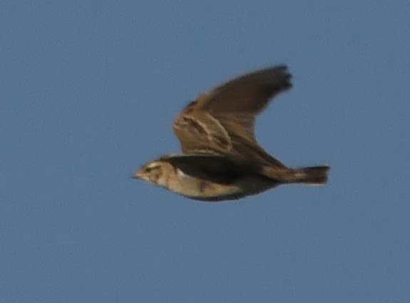Mongolian Short-toed Lark - ML647011125