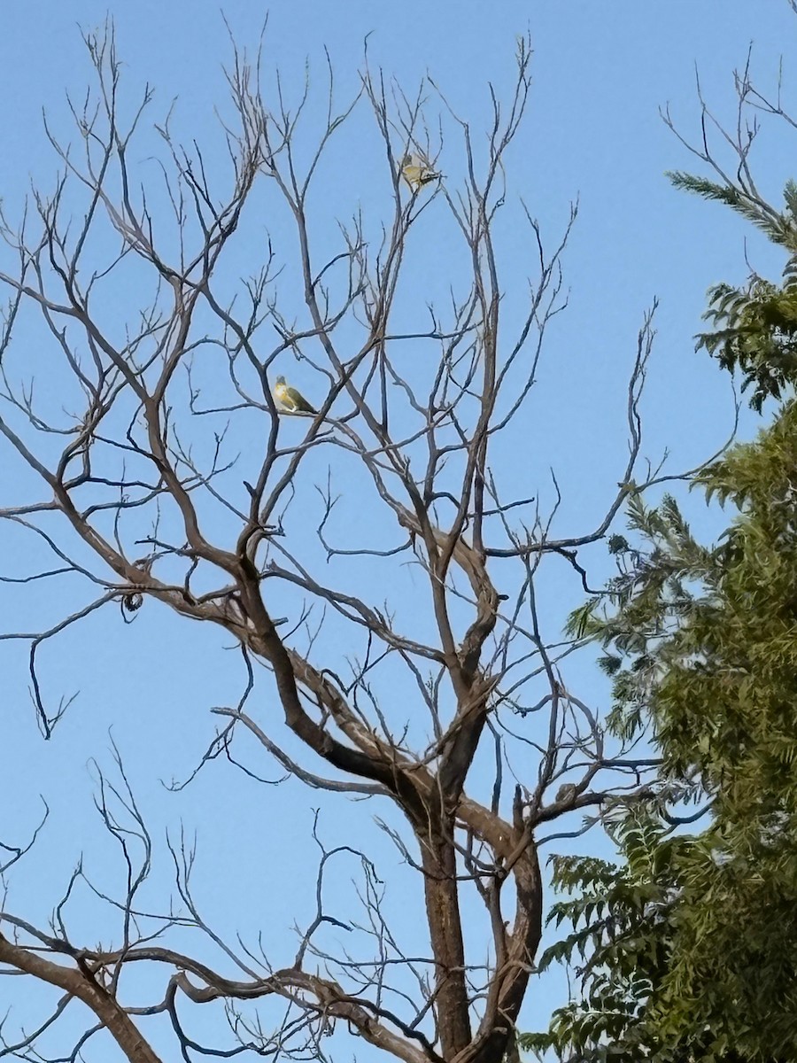 palmedue - ML647011127