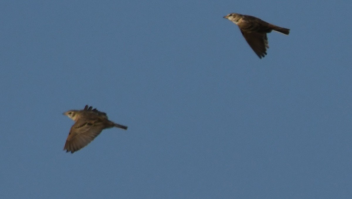 Mongolian Short-toed Lark - ML647011128