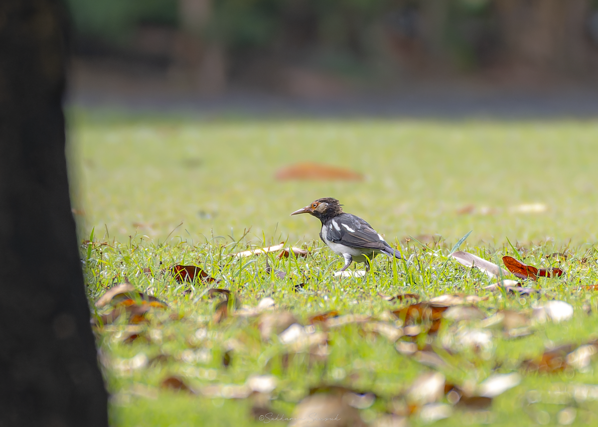 špaček thajský - ML647011131