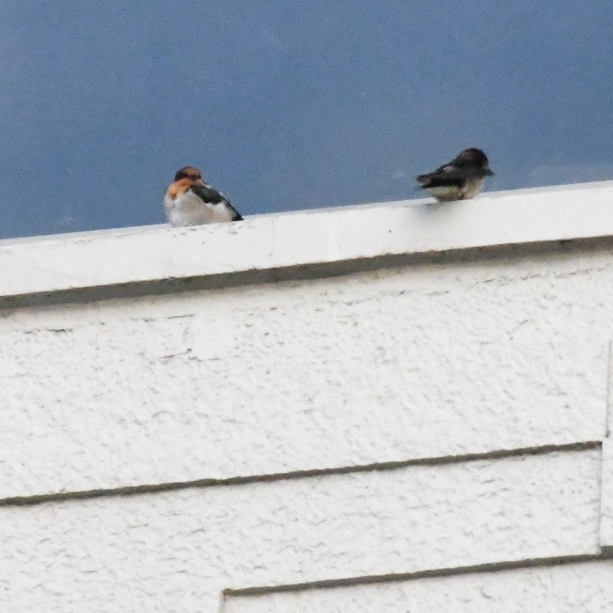 vlaštovka obecná - ML647011132