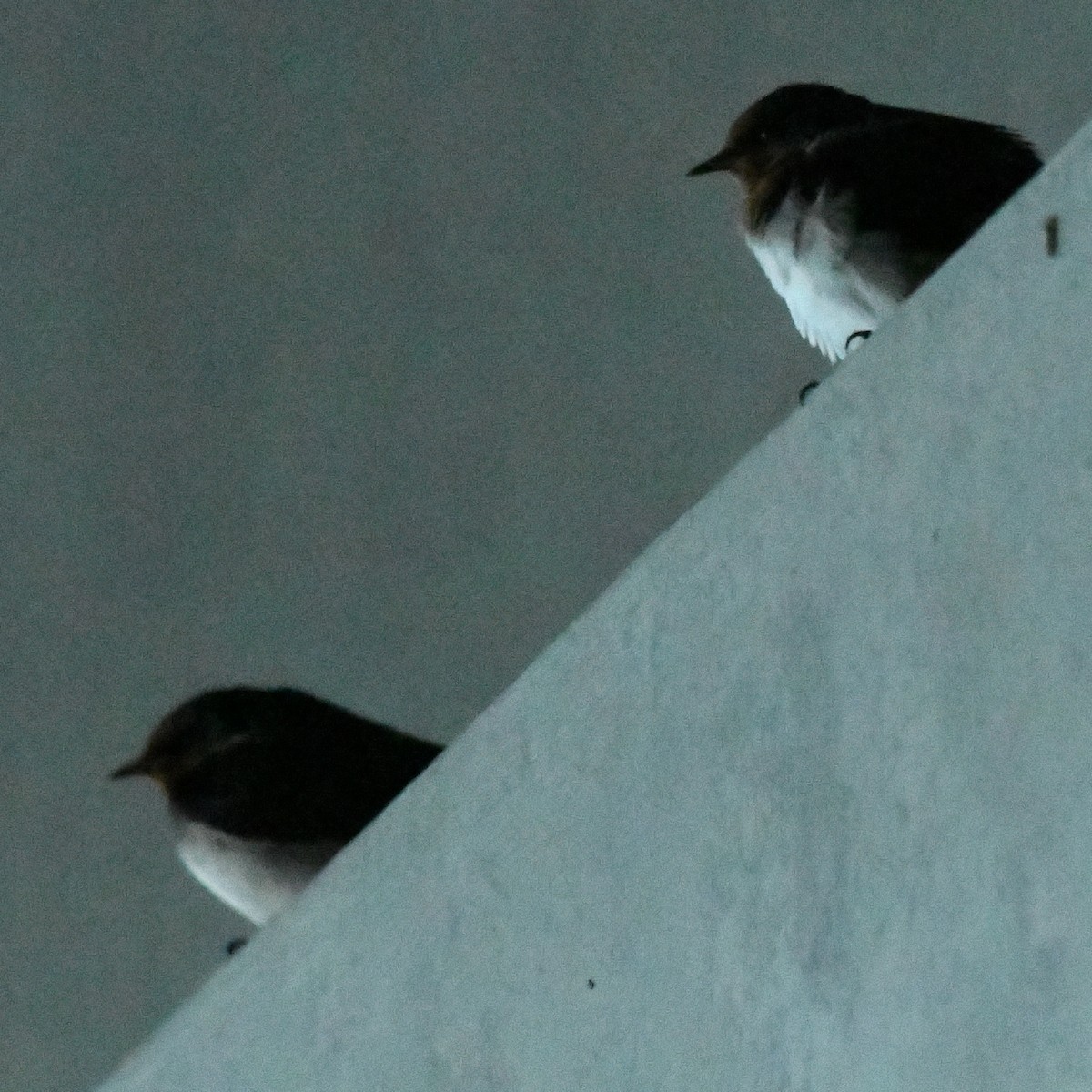 vlaštovka obecná - ML647011133