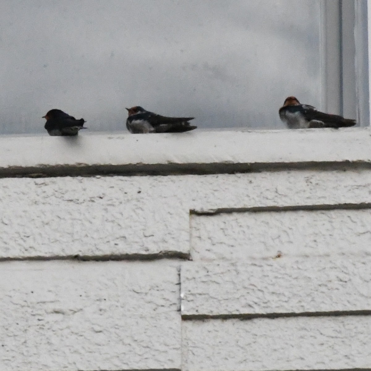 vlaštovka obecná - ML647011134