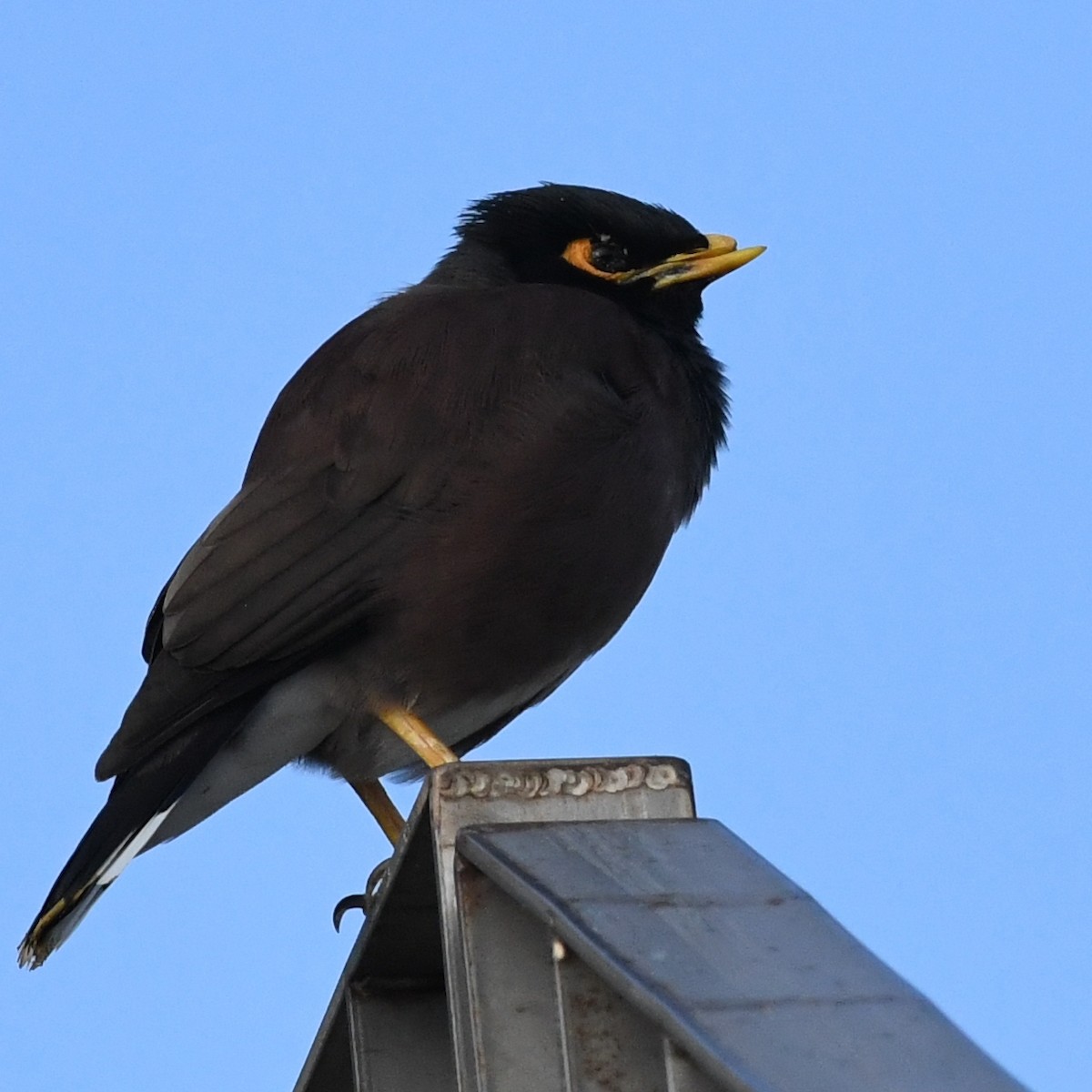 家八哥 - ML647011135