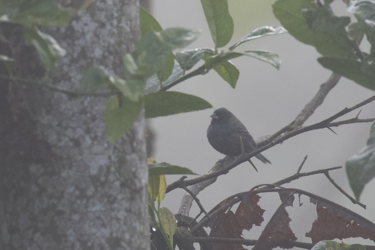 Blue-black Grassquit - ML647011152