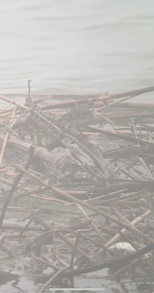 Eastern Yellow Wagtail - ML647011157