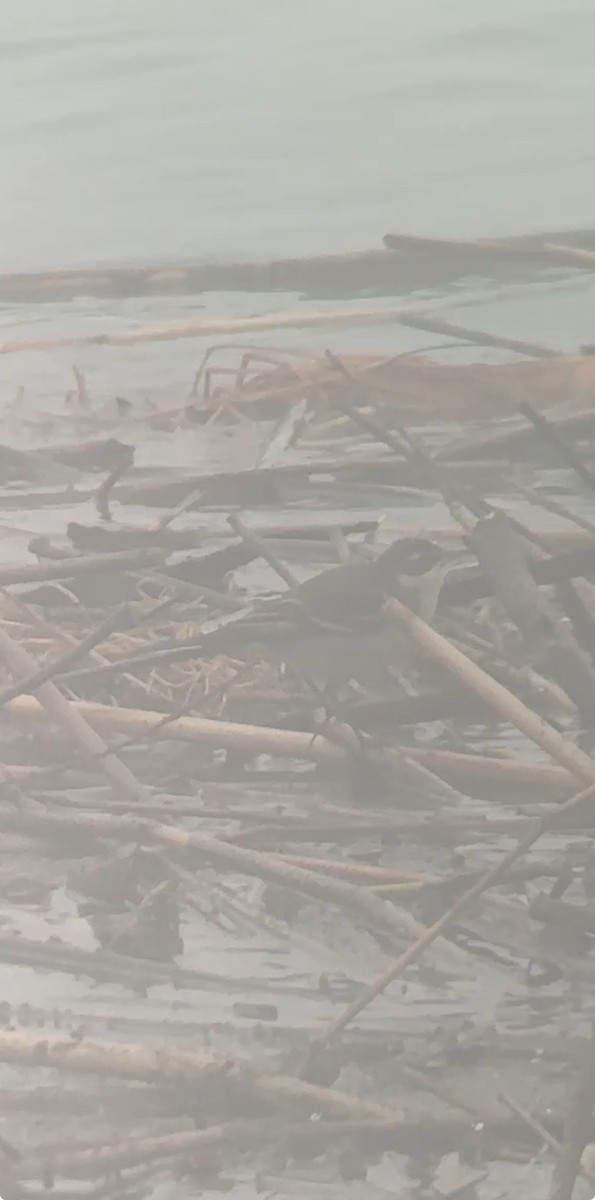 Eastern Yellow Wagtail - ML647011158