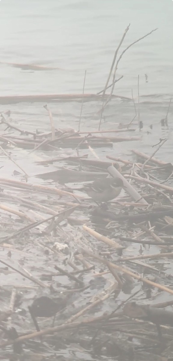 Eastern Yellow Wagtail - ML647011159