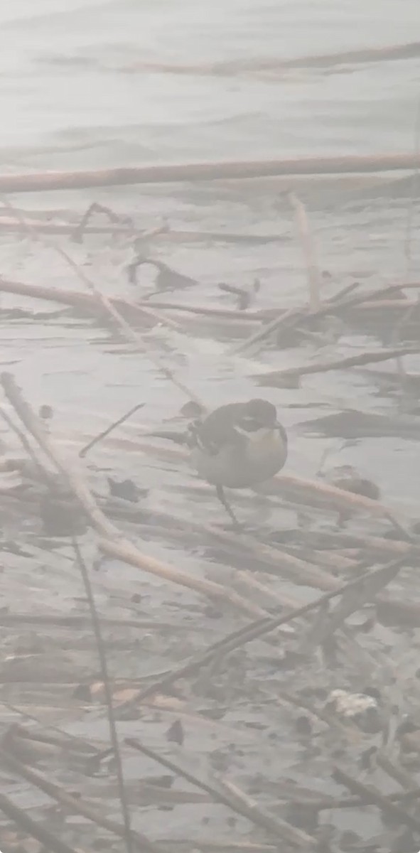 Eastern Yellow Wagtail - ML647011160