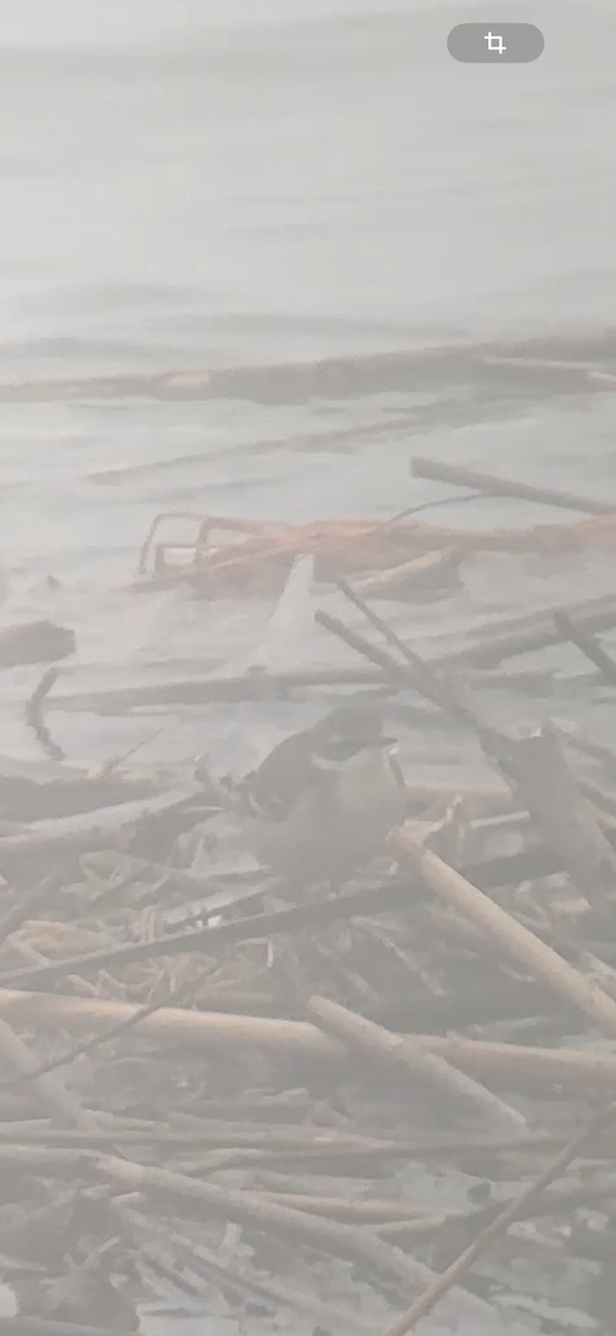 Eastern Yellow Wagtail - ML647011161