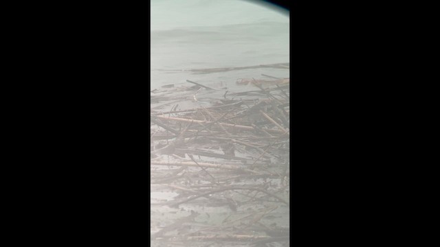 Eastern Yellow Wagtail - ML647011164