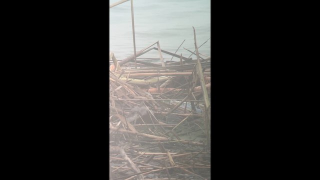 Eastern Yellow Wagtail - ML647011165