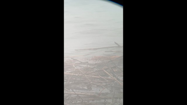 Eastern Yellow Wagtail - ML647011166