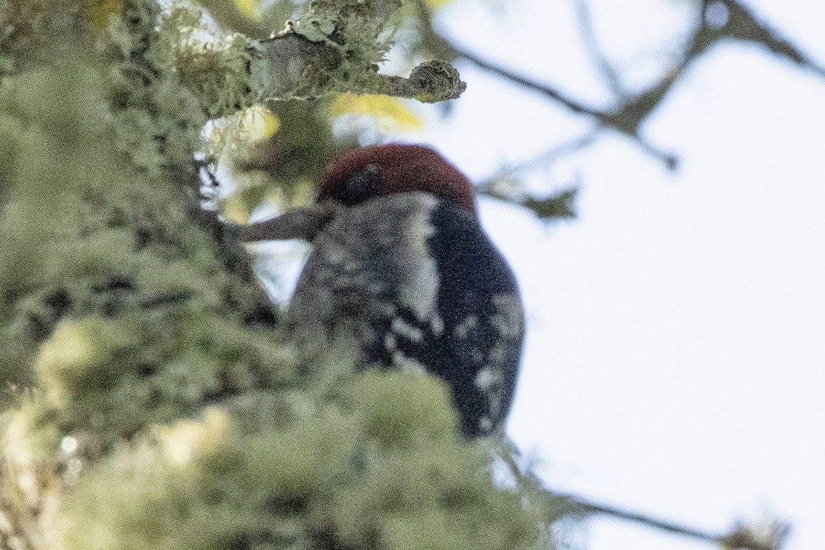 Red-breasted Sapsucker - ML647011173