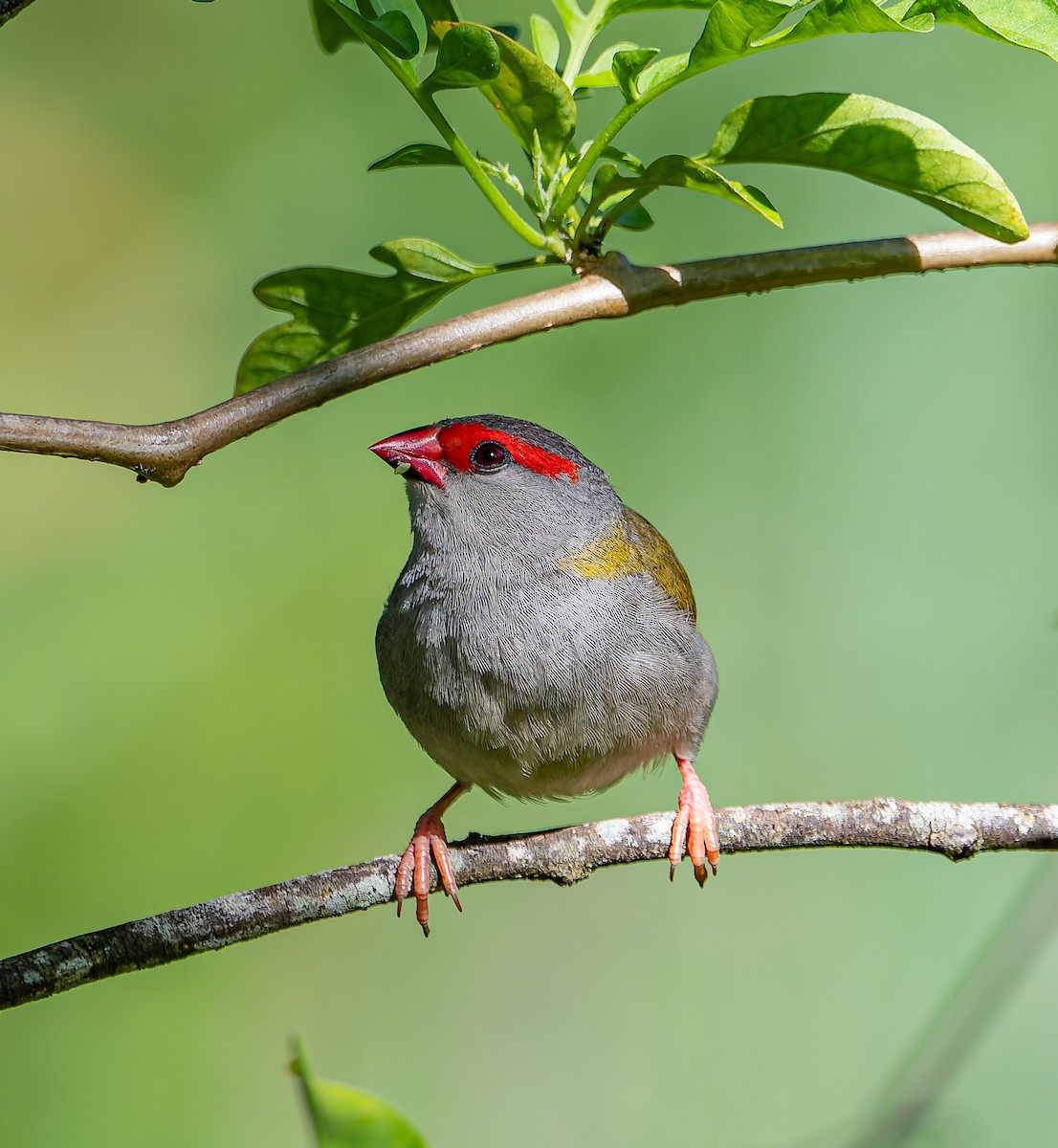 Краснобровая амадина - ML647011175