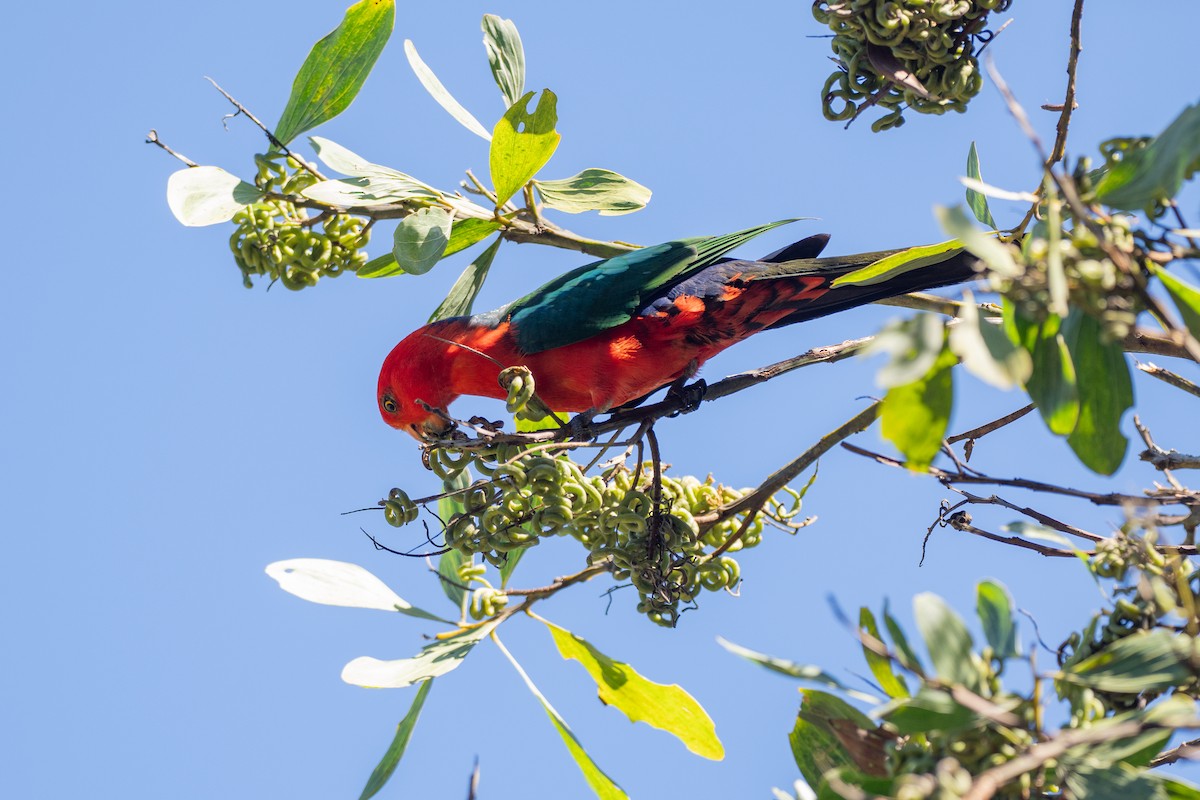 Australian King-Parrot - ML647011191