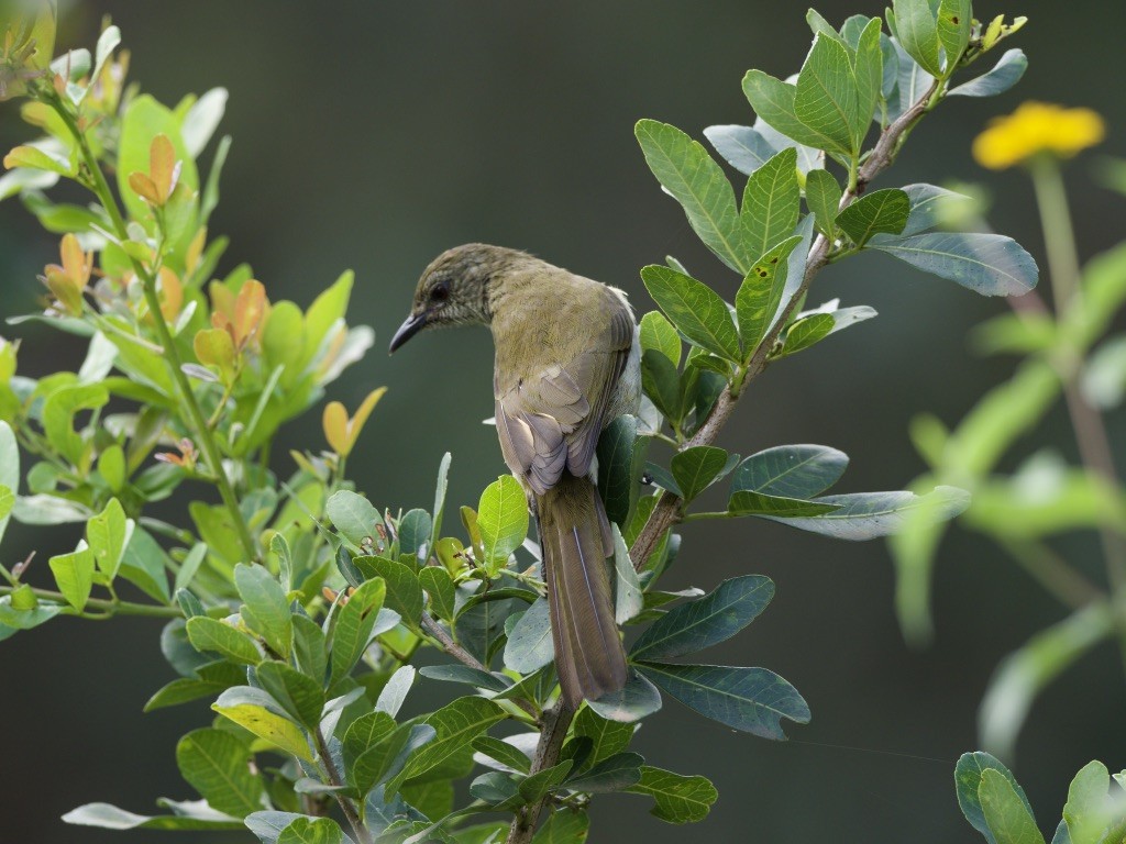 Slender-billed Greenbul - ML647011198
