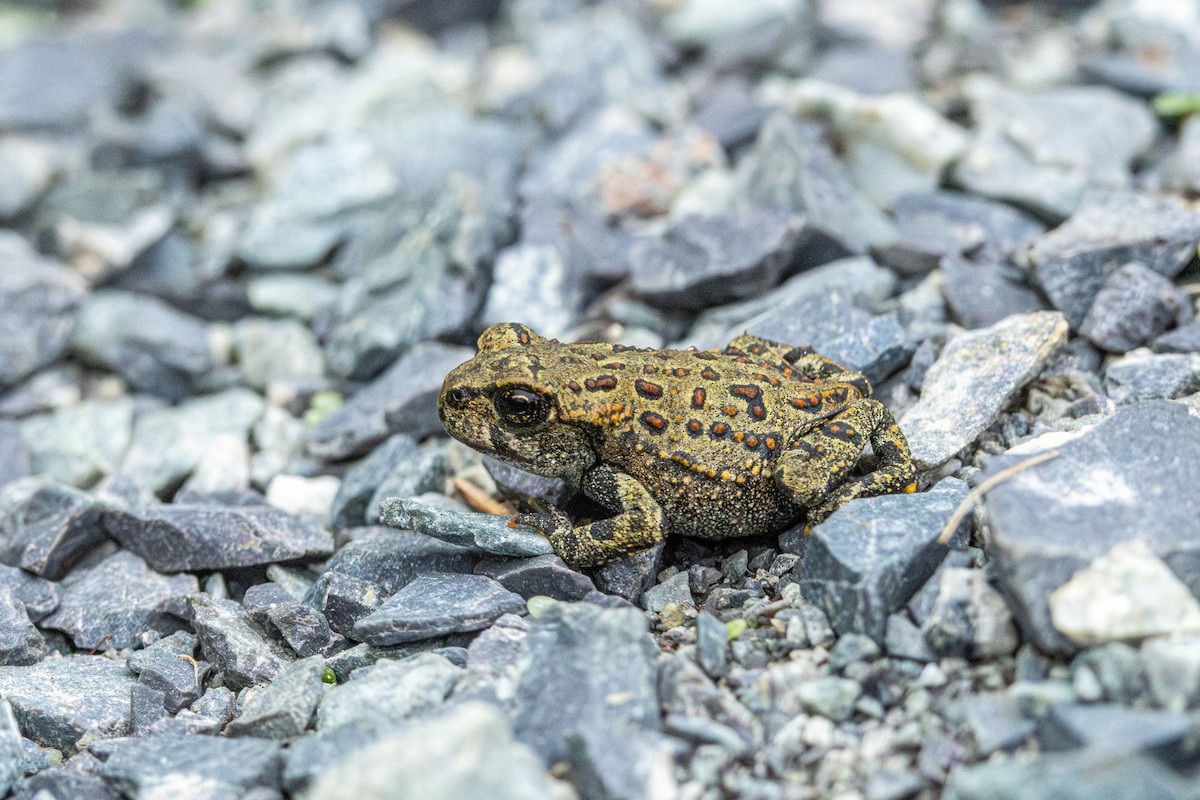 Western Toad - ML647011203