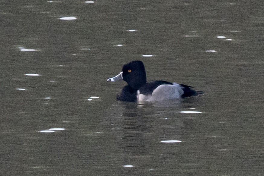 Ring-necked Duck - ML647011204