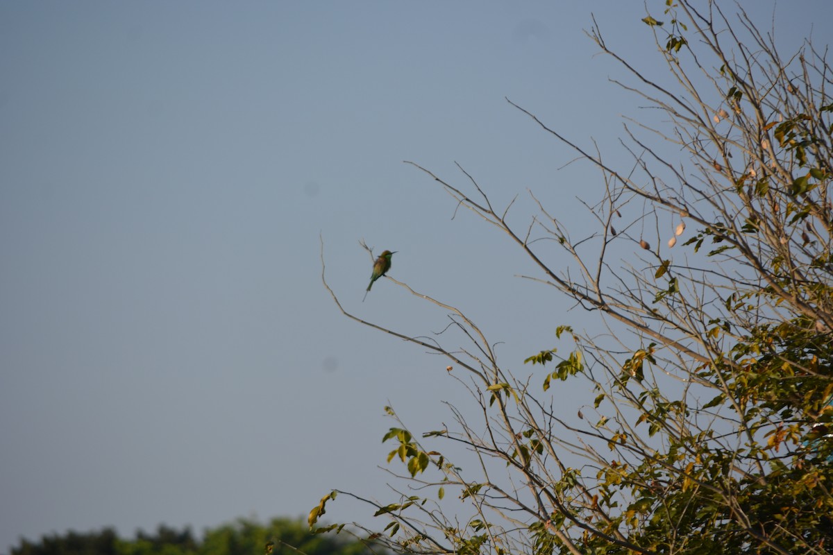 Asian Green Bee-eater - ML647011206