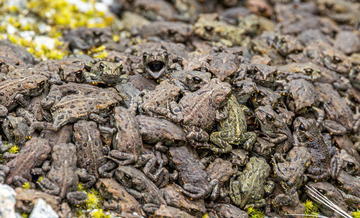 Western Toad - ML647011212