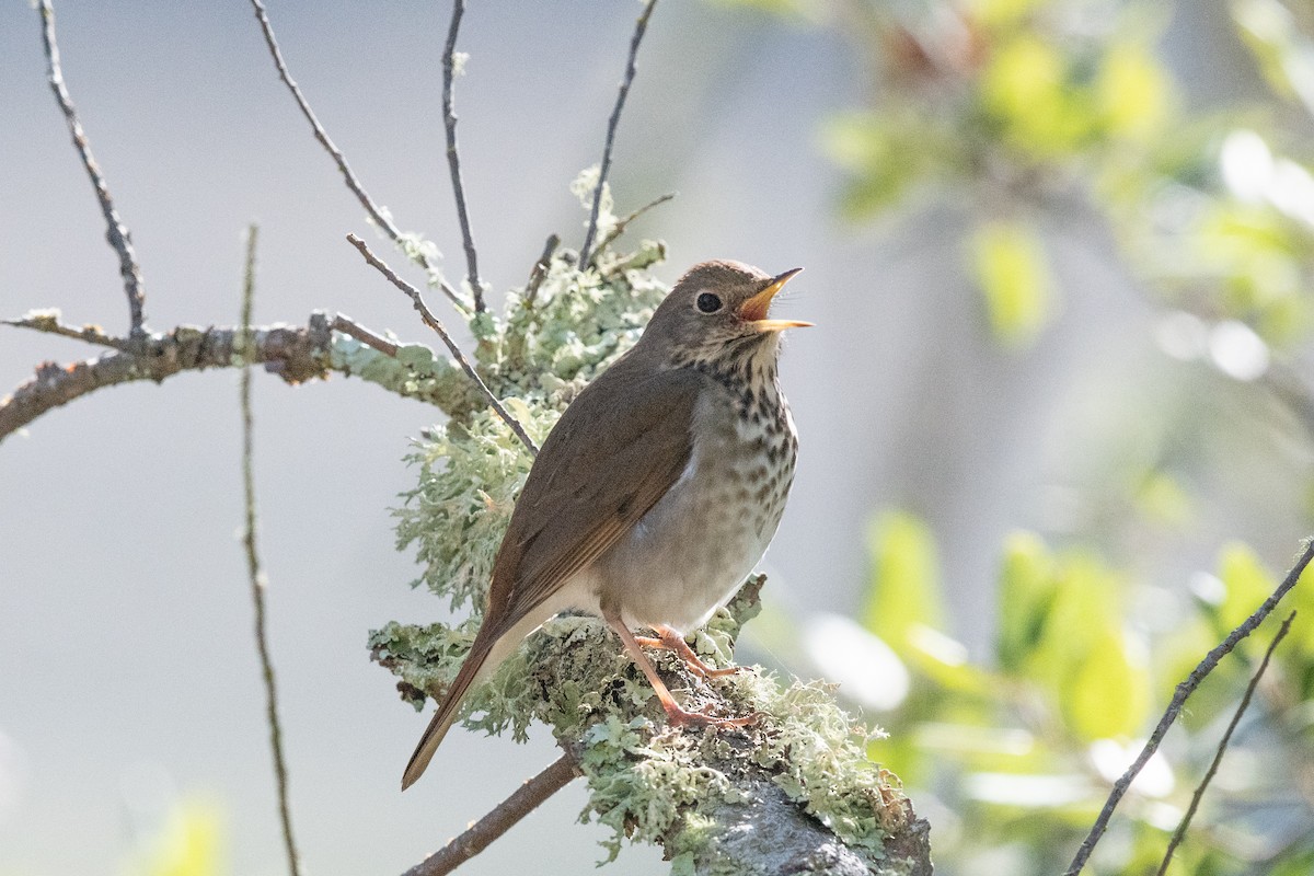 Hermit Thrush - ML647011213