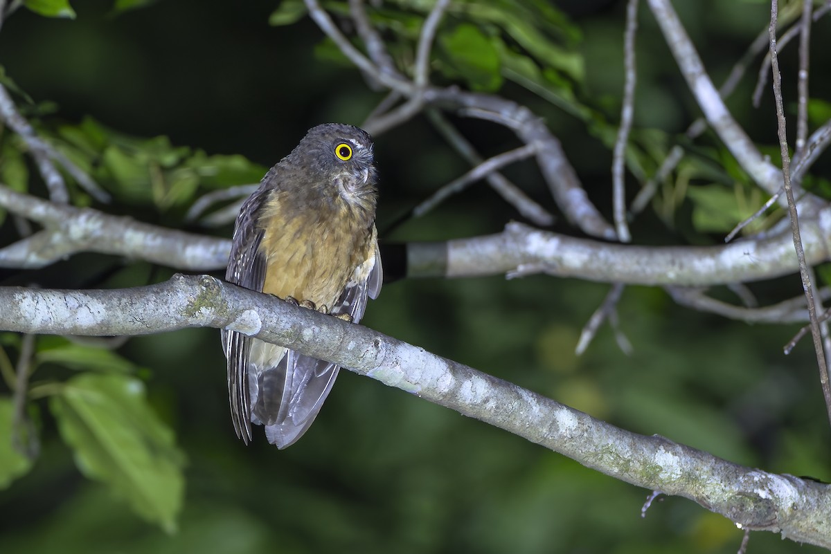 Ochre-bellied Boobook - ML647011215